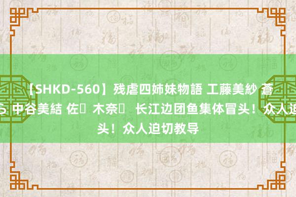 【SHKD-560】残虐四姉妹物語 工藤美紗 蒼井さくら 中谷美結 佐々木奈々 长江边团鱼集体冒头！众人迫切教导